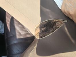 丝袜骚妻野外车震露出干出白浆真爽，夫妻交换，颜值单男器大活好有经济实力！0