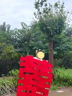 我姐结婚了 现在怀孕已经5个月多了 我该怎么办0