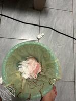 把我妹姨妈操提前了喷尿又喷血 撅着屁股排精排姨妈