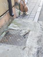 偷拍骚母狗2