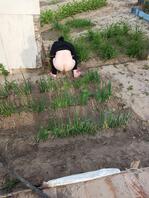 这块葱地算是他妈完了0