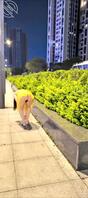 5在公共场合和人前露出的人妻1