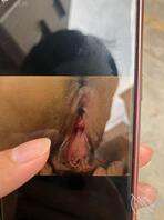 骚b熟妇
