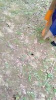 姐姐户外露出她的小骚逼