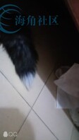 调教我的母狗表妹7