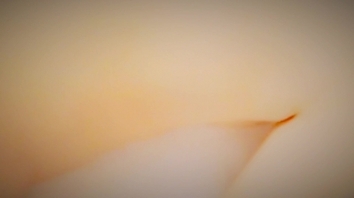 后入操骚逼少妇，一直叫不停