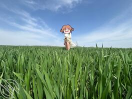 麦田户外露出1