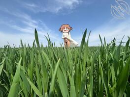 麦田户外露出2