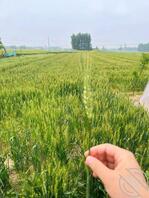 【海角原创】100回乡下爷爷家帮忙干大棚农活,姐姐就会在一旁骚了骚的..0