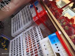 （无漏）继续更新骚货一号0